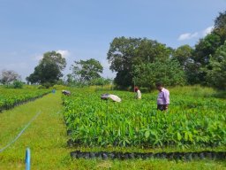 Middeniya Nursery